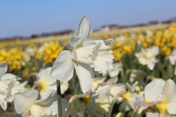 Narcissus 'Queen Juliana'