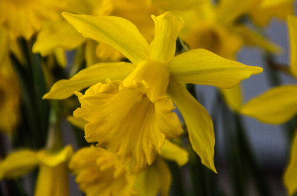 Narcissus 'Maximus'