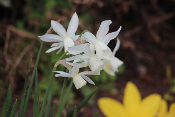 Narcissus 'Thalia'