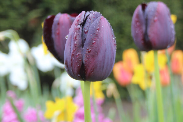 Tulipa 'Queen of Night'