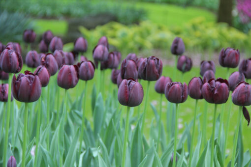 Tulipa 'Queen of Night' - Afbeelding 2