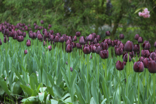 Tulipa 'Queen of Night' - Afbeelding 3