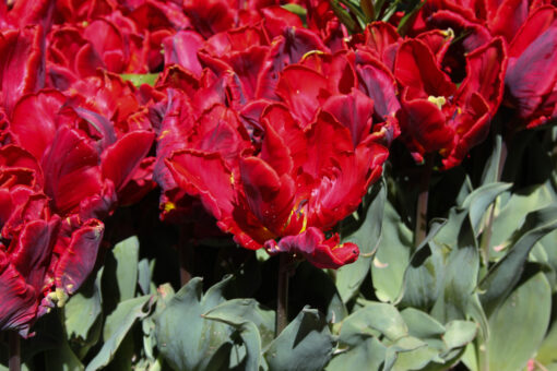 Tulipa 'Rococo' - Afbeelding 3