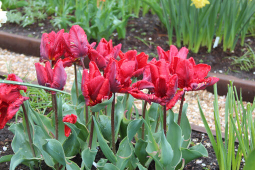 Tulipa 'Rococo' - Afbeelding 2