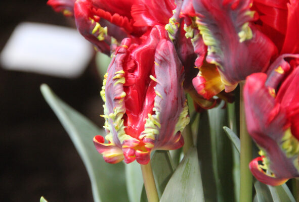 Tulipa 'Rococo'