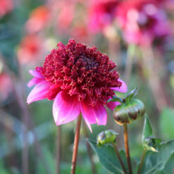 Dahlia 'The Phantom'