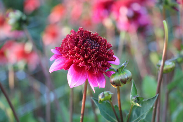Dahlia 'The Phantom'