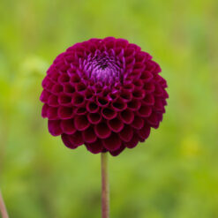 Dahlia 'Downham Royal'
