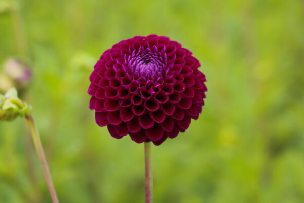 Dahlia 'Downham Royal'