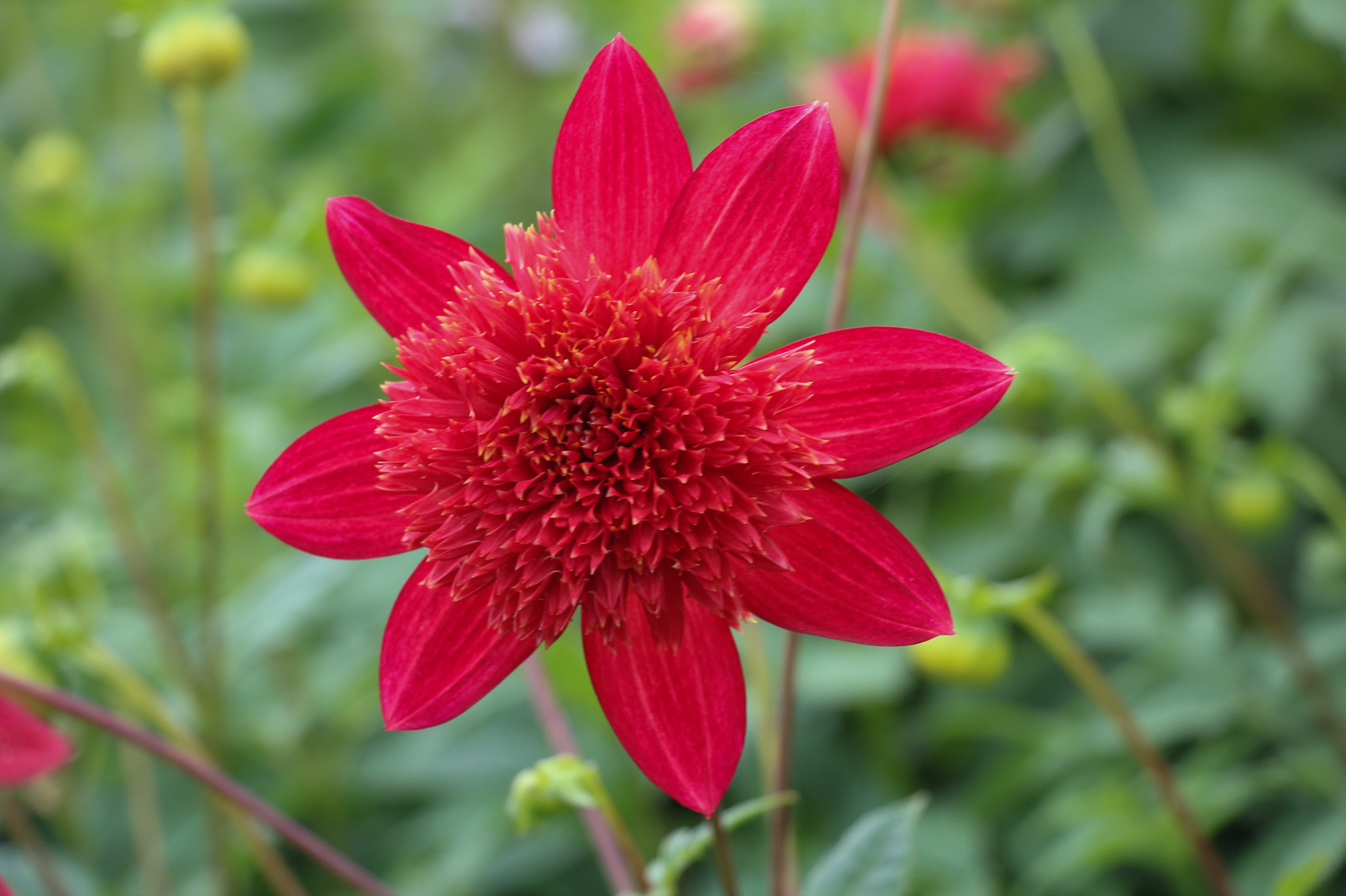 Dahlia 'Jive'