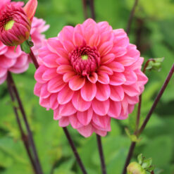 Dahlia 'Salmon Runner'