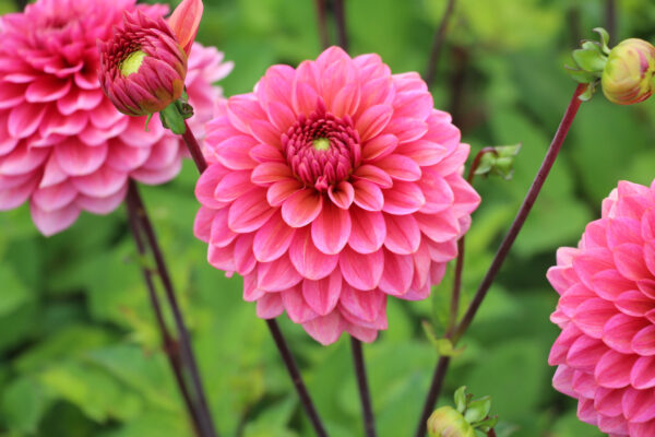 Dahlia 'Salmon Runner'