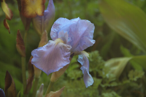 Iris germanica 'Jane Phillips'