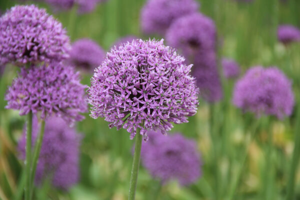 Allium 'Gladiator'