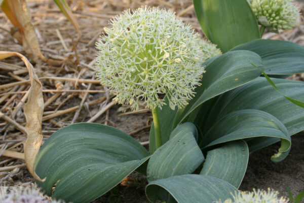 Allium karataviense 'Ivory Queen'