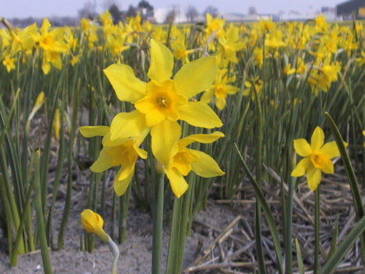 Narcissus x odorus