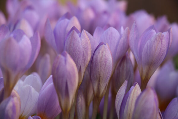 Crocus etruscus 'Zwanenburg'