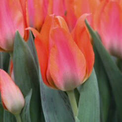 Tulipa 'Orange Toronto'