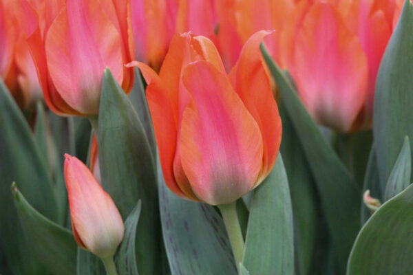 Tulipa 'Orange Toronto'