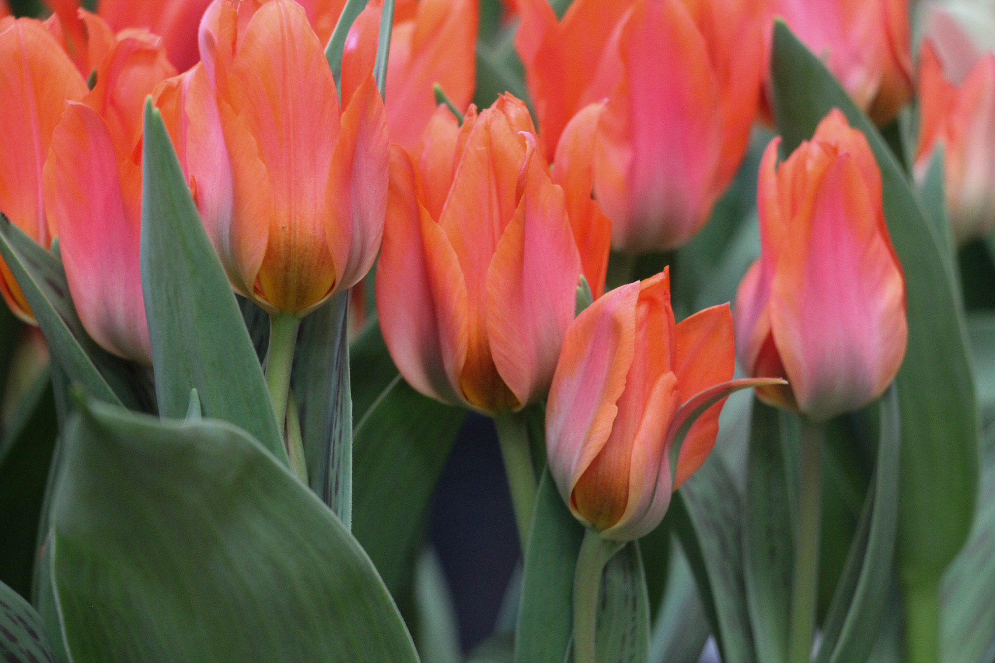 Tulipa 'Orange Toronto' - Afbeelding 2