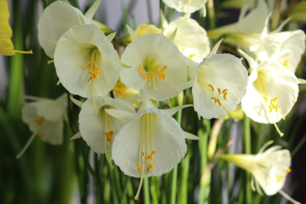 Narcissus 'Arctic Bells'