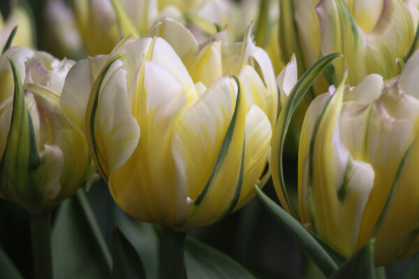 Tulipa 'Sweet Valley'