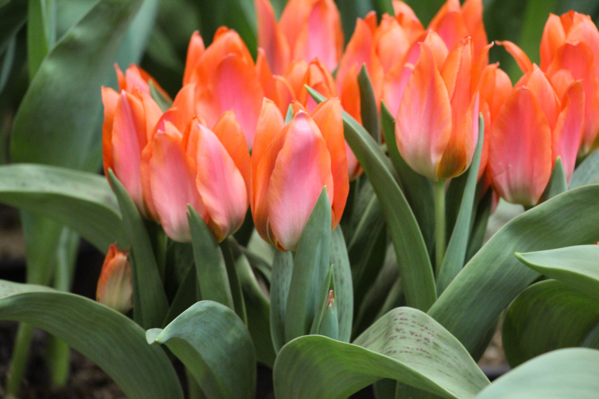 Tulipa 'Orange Toronto' - Afbeelding 3