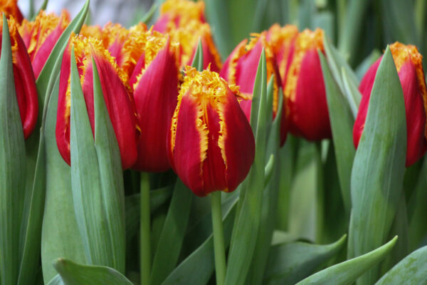 Tulipa 'Fabio'
