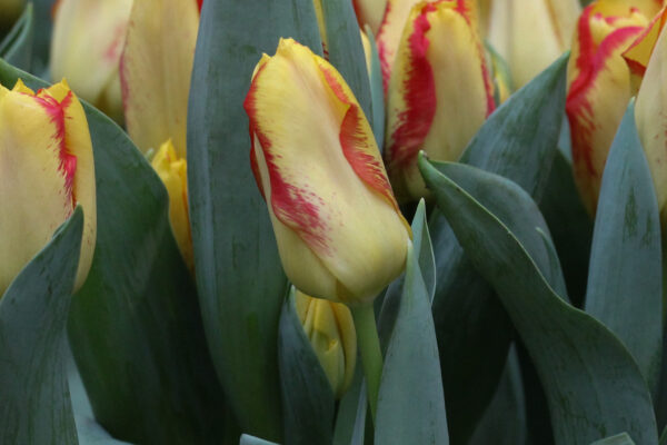 Tulipa 'Outbreak'