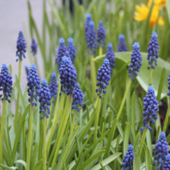 Muscari 'Joyce Spirit'