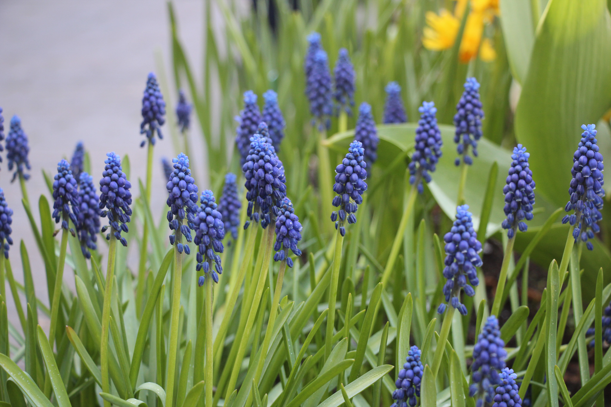 Muscari 'Joyce Spirit'