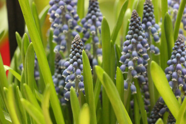 Muscari 'Joyce Spirit'