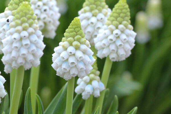 Muscari 'Alaska'