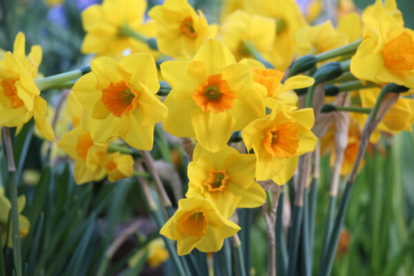 Narcissus 'Wheal Coates