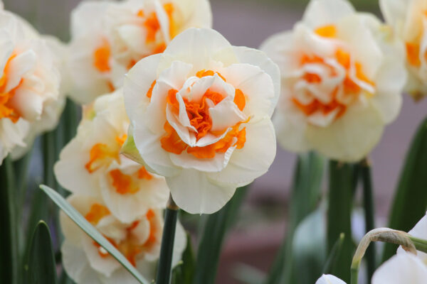 Narcissus 'Easter Rose'
