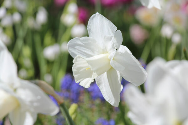 Narcissus 'Tutankhamon'