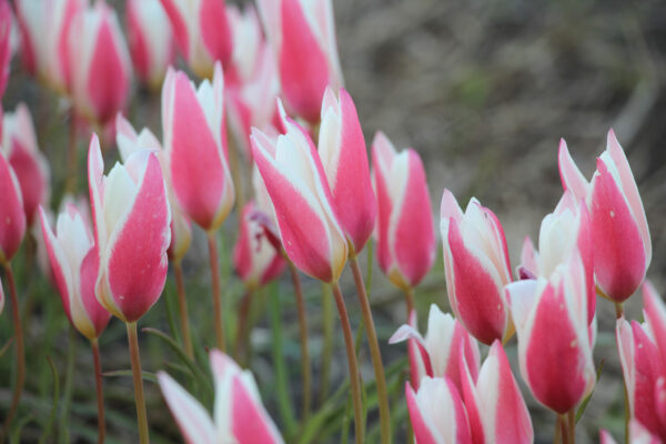 Tulipa clusiana 'Lady Jane'