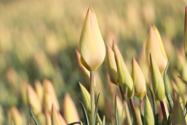 Tulipa clusiana  'Honkytonk'