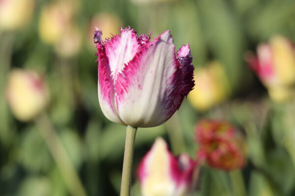 Tulipa 'Passion Play'