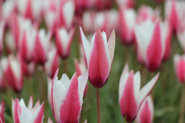 Tulipa clusiana 'Peppermintstick'