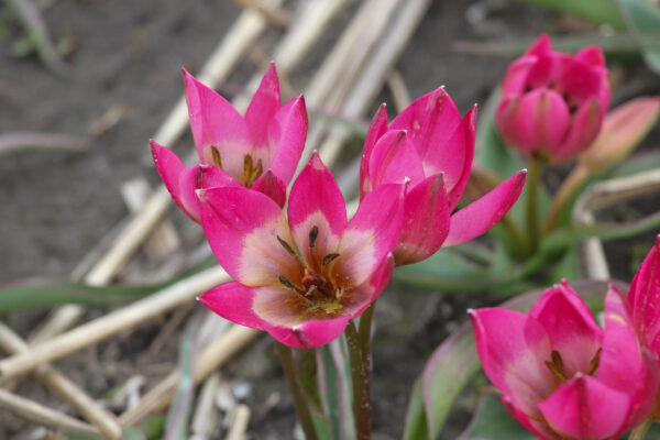 Tulipa diverse species 'Garden of Clusius'