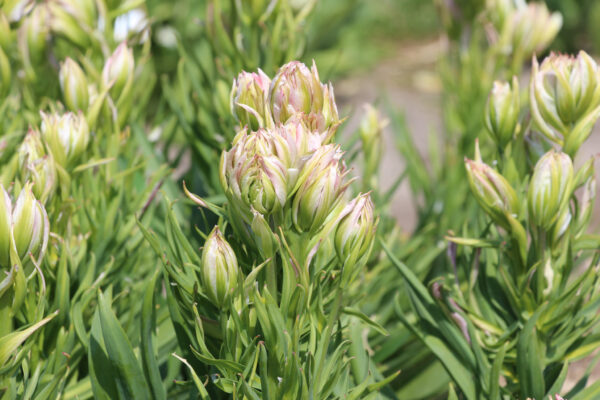 Tulipa 'Mystery Valley'