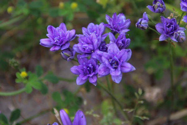 Triteleia laxa 'Aquarius'