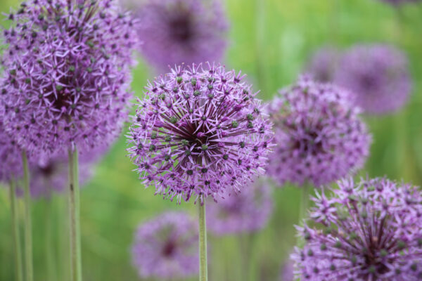 Allium 'Michael Hoog'
