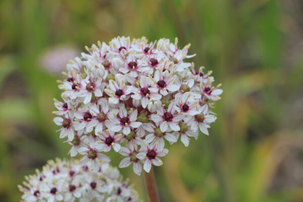 Allium basalticum 'Silverspring'