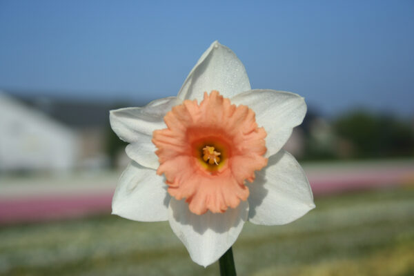 Narcissus 'Bright Flame'