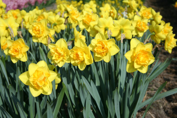 Narcissus 'Flying Colours'