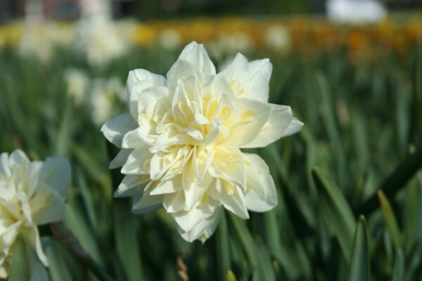 Narcissus 'Irene Copeland'