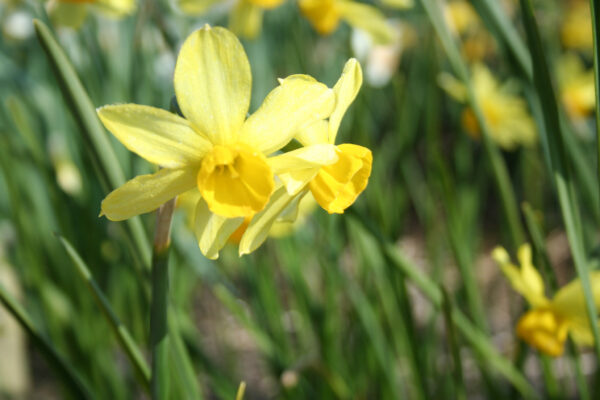 Narcissus 'Rosedown'