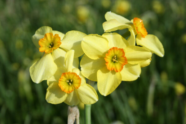 Narcissus 'Lintie'